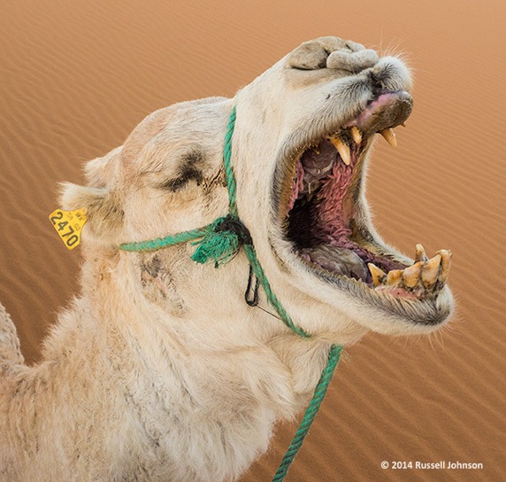 Camel yawning, Morocco