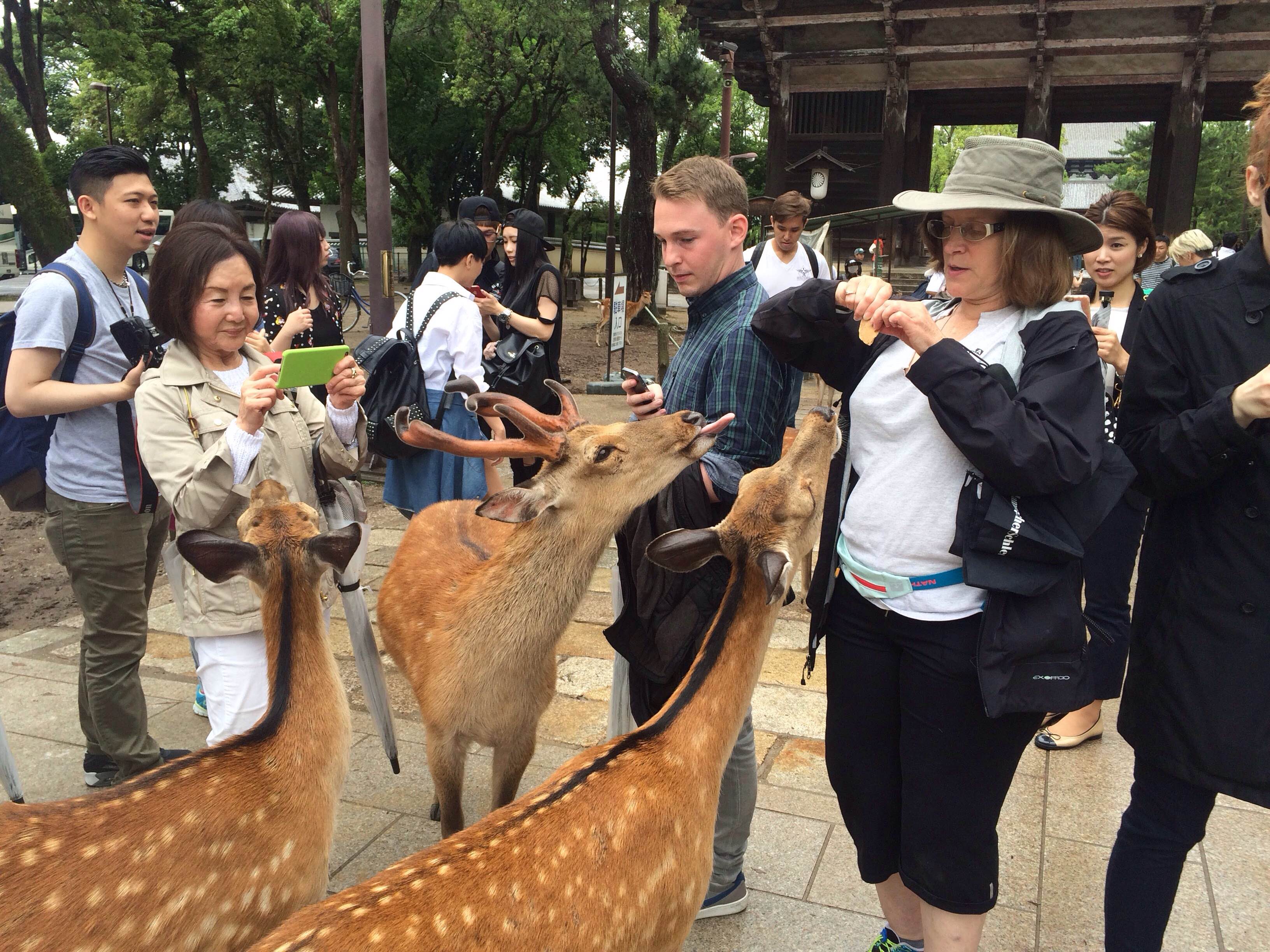 adventures in japan terry gardner deer feeding