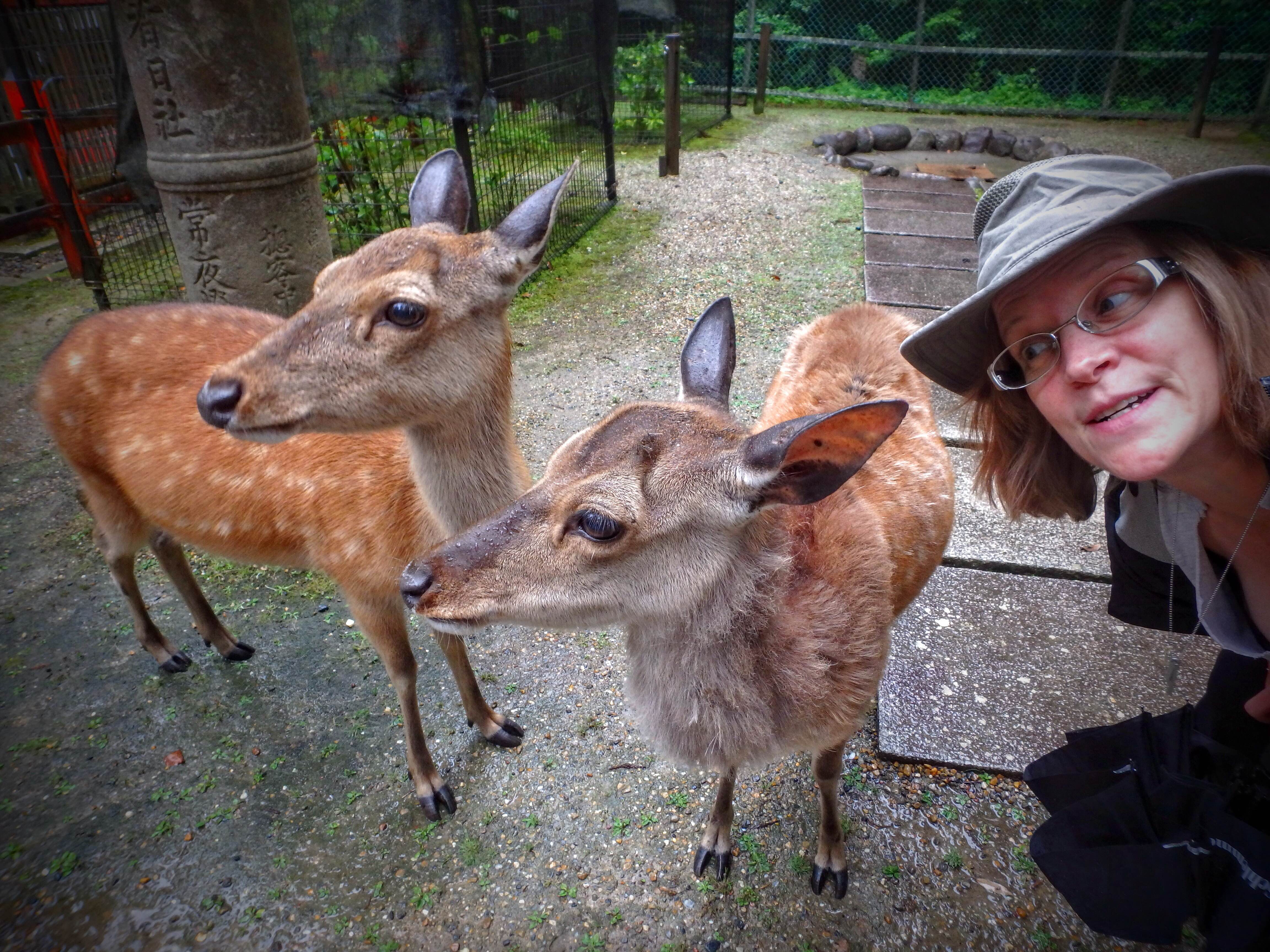 adventures in japan terry gardner two deer