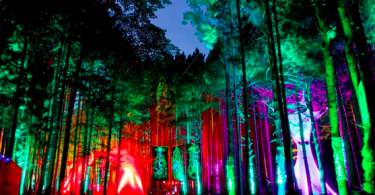 electric forest festival 2015