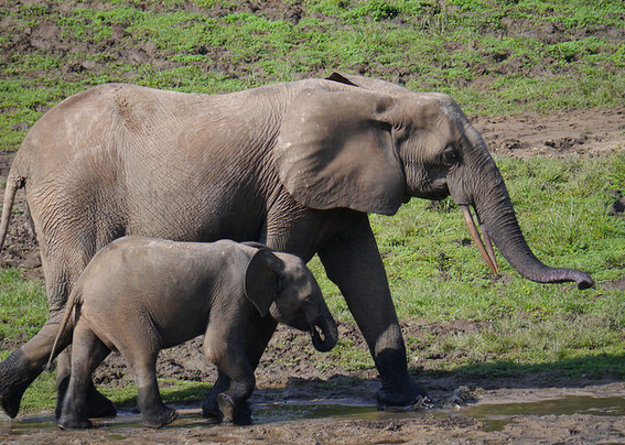 are new ivory restrictions enough to save the elephants