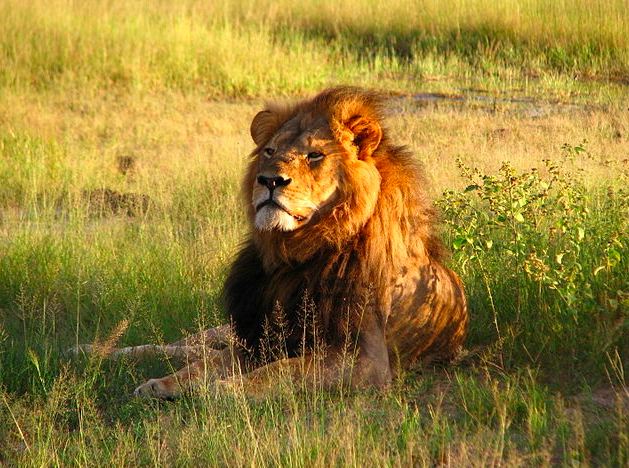 cecil the lion delta united bans wildlife trophies