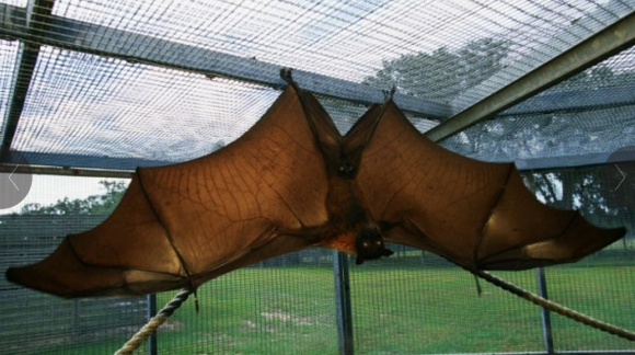 zoo bat