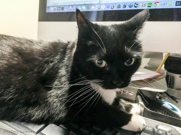 Greta lounging on keyboard 2 of 2 (1 of 1) cat