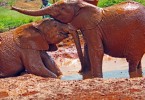 elephants ringling brothers