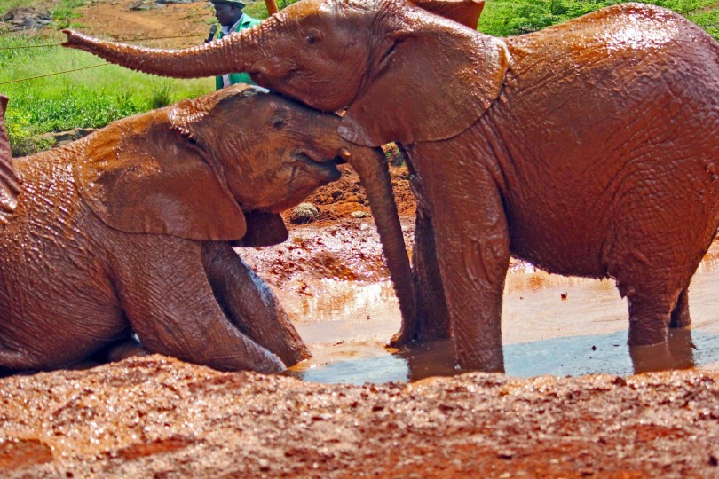 elephants ringling brothers