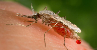 zika virus infographic mosquito image