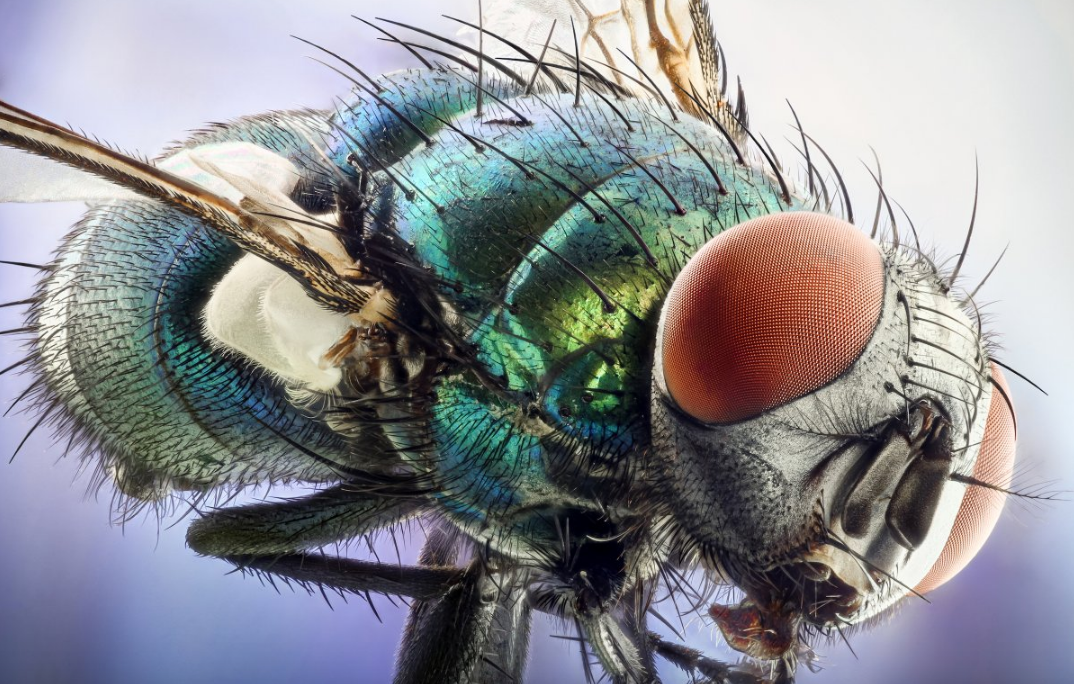 head of a green bottle fly nikon small world 2016 contest