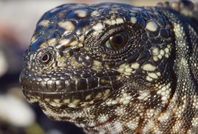 iguanas vs snakes planet earth 2 bbc earth 360 video