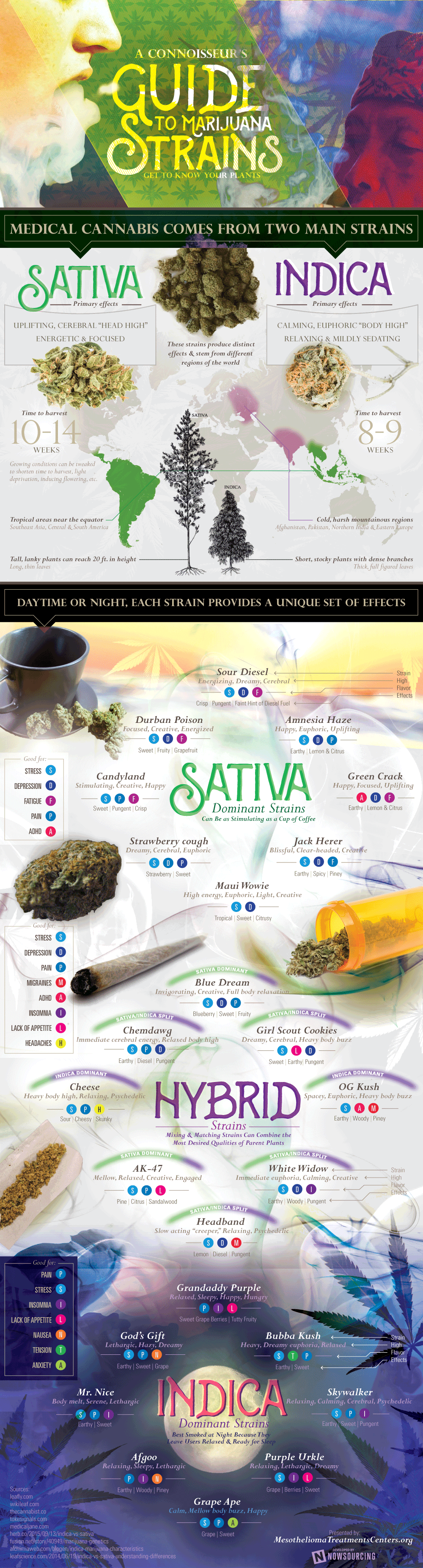 cannabis strains a guide infographic